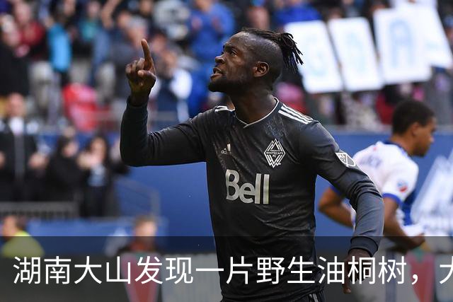 湖南大山发现一片野生油桐树，大的有四五十年，全株有毒少人识